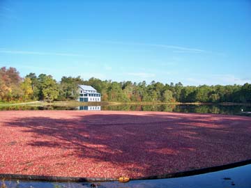 Cranberry Harvest at Double Trouble State Park, in the NJ Pine Barrens
